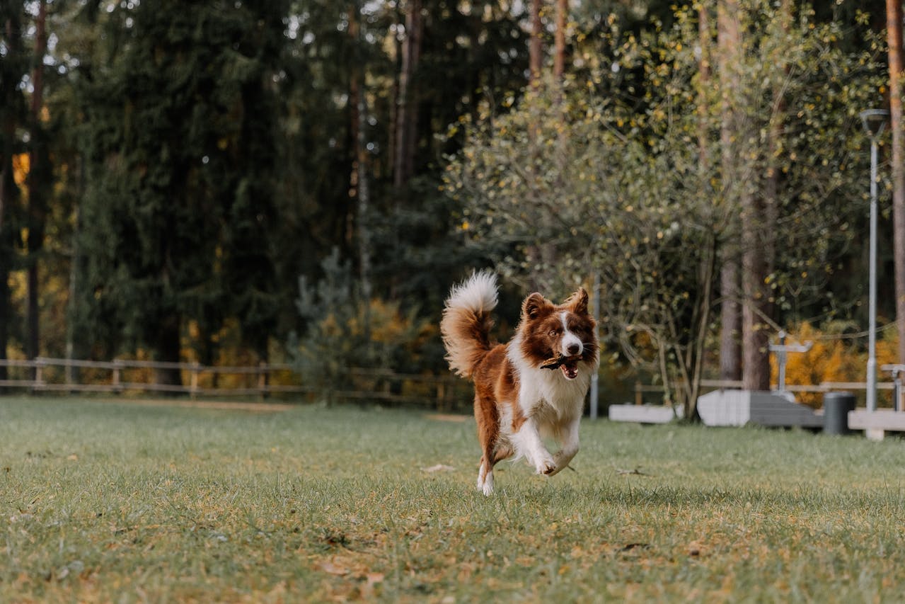 A Dog with a Stick