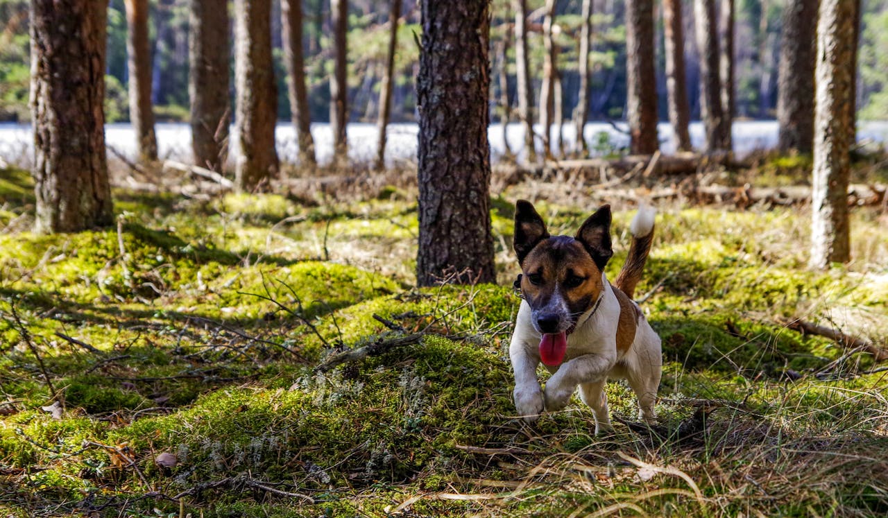 Adult Jack Russell Terrier Running on the Green Grass Field