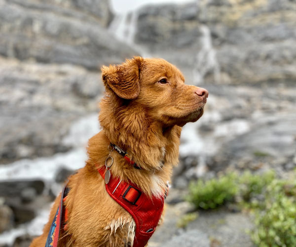 duck toller dog at bow glacier falls banff alberta