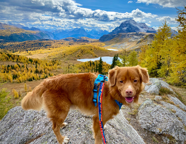 healey pass with duck toller dog banff alberta