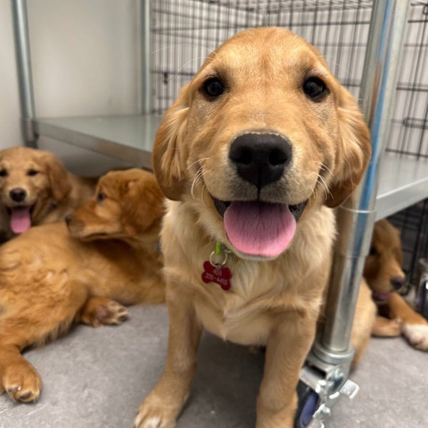 calgary humane society golden retrievers