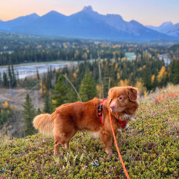 kananaskis village early morning with a dog