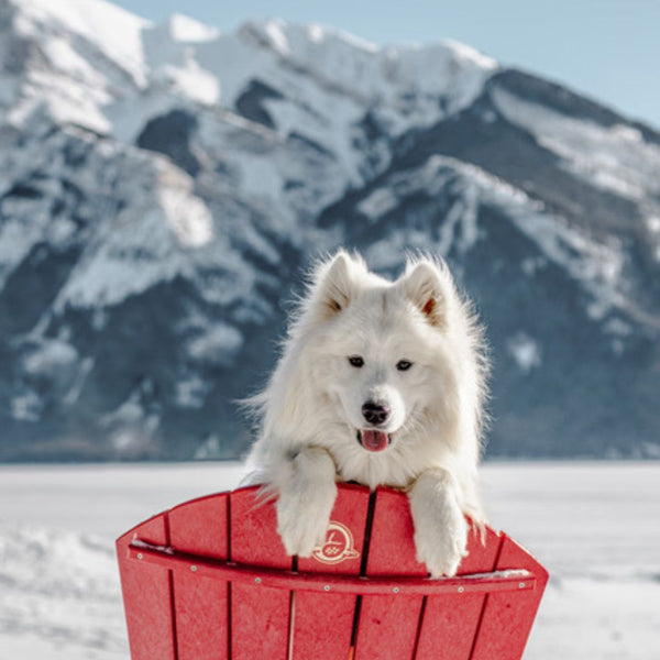 samoyed dog at lake minnewanka banff national park