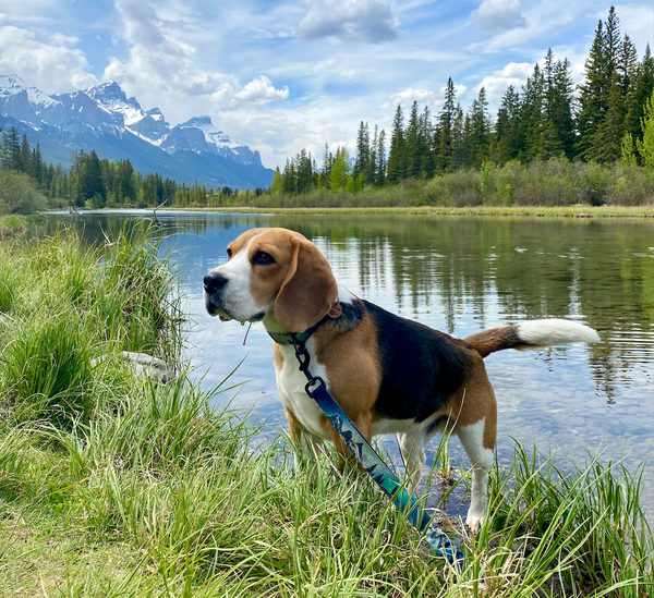 policeman's Creek Boardwalk Hike, Kananaskis, Alberta