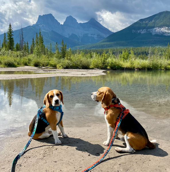 Three Sisters Viewpoint Hike, Kananaskis, Alberta