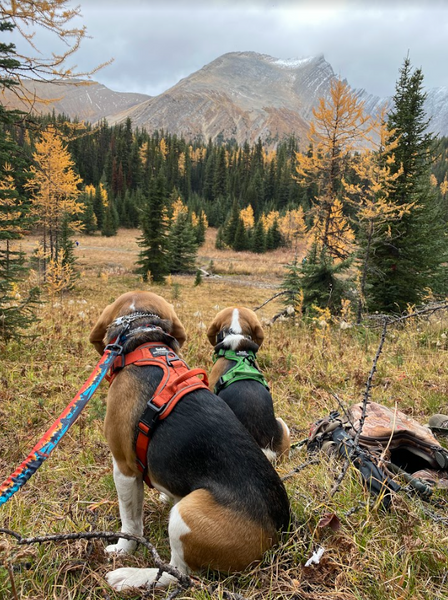 Chester Lake Hike, Alberta