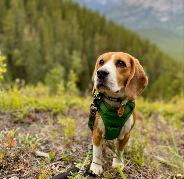 Wedge Mountain, Alberta