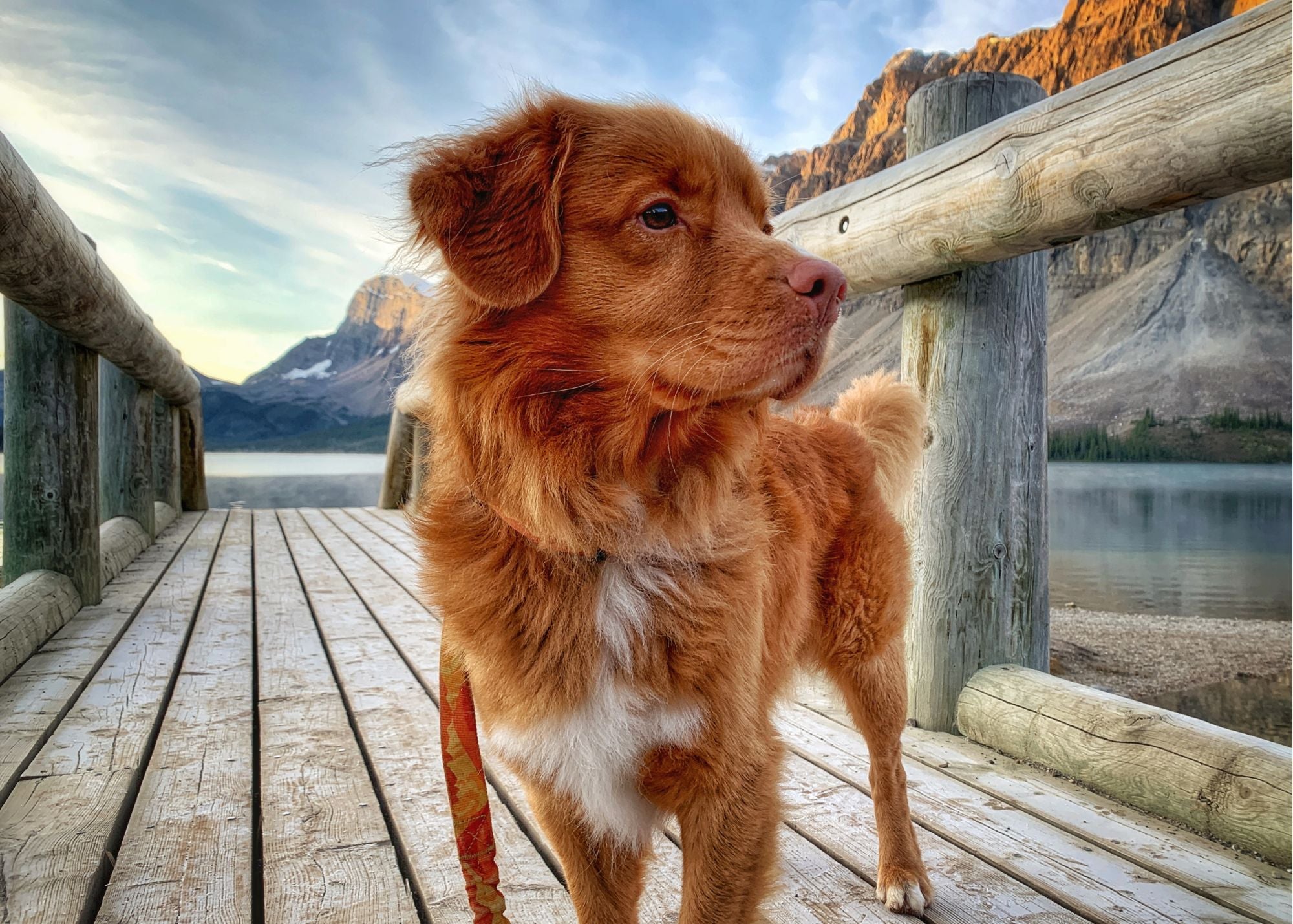 Photo of a dog at sunrise at Bow Lake