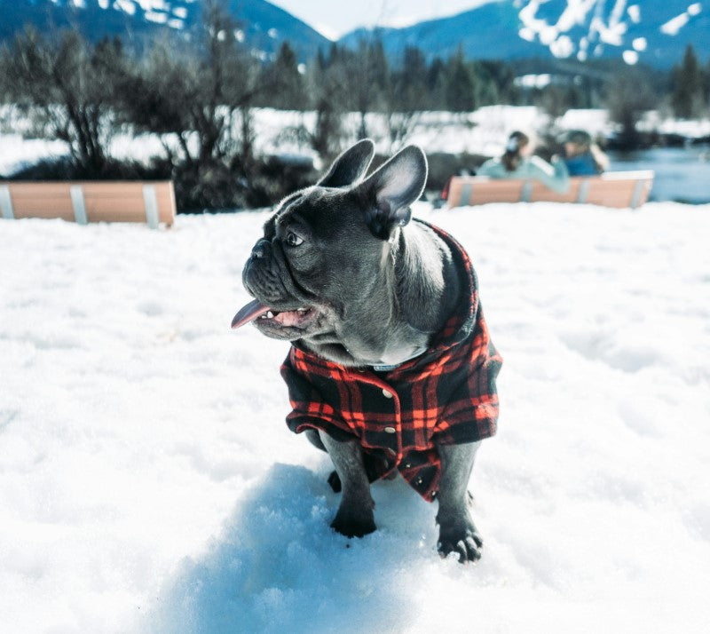 a small dog wearing a plaid shirt in the snow