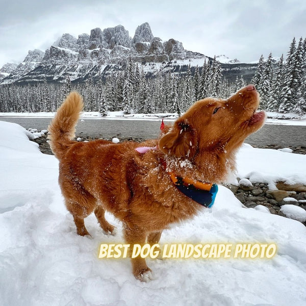 best dog landscape photo
