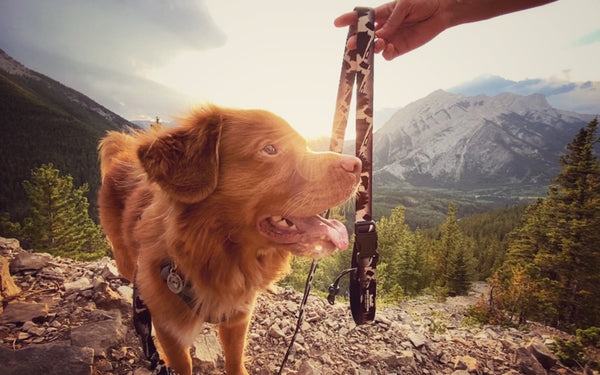grizzly bear all-mountain dog leash