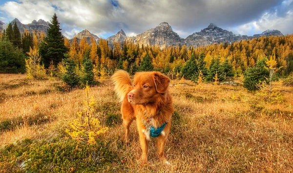 duck toller dog larch valley lake louise
