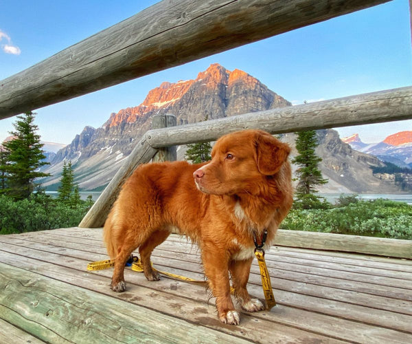 dog on bridge bow lake