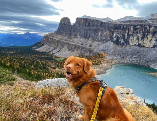 duck toller dog at rockbound lake banff alberta