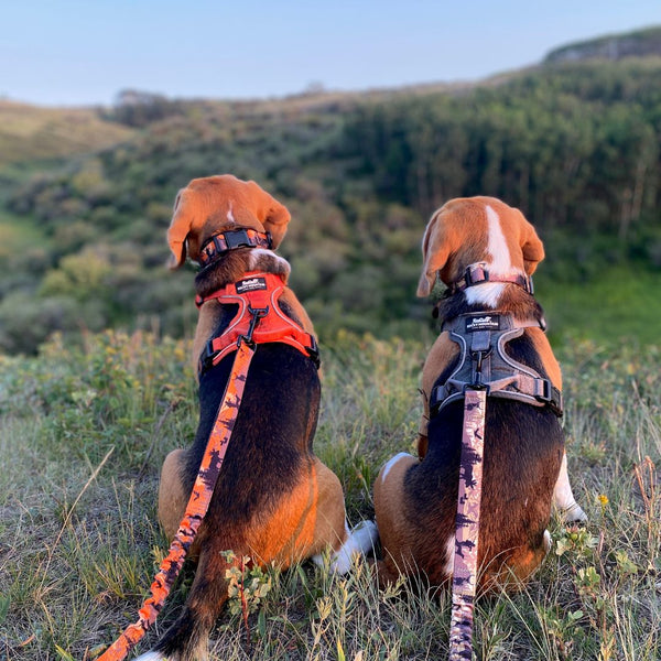beagle dogs at nose hill park calgary alberta
