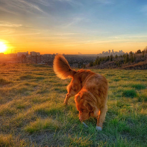 duck toller dog at edworthy park sunrise calgary alberta sunrise