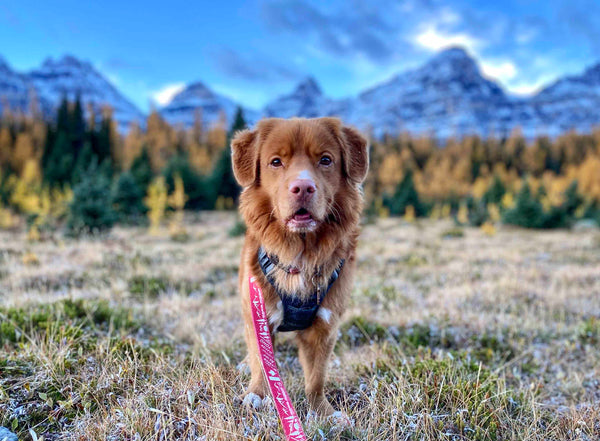 Larch Valley pictures with Nova Scotia Duck Tolling Dog Lake Louise Alberta