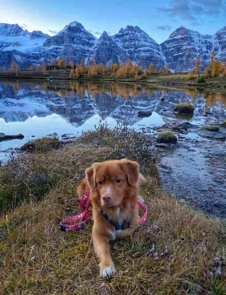 hiking larch valley with a dog sunrise lake louise alberta