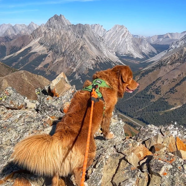 hiking pocaterra ridge with dog kananaskis alberta