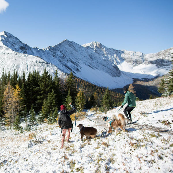 male and female hiking ptarmagin cirque with dogs winter kananaskis alberta