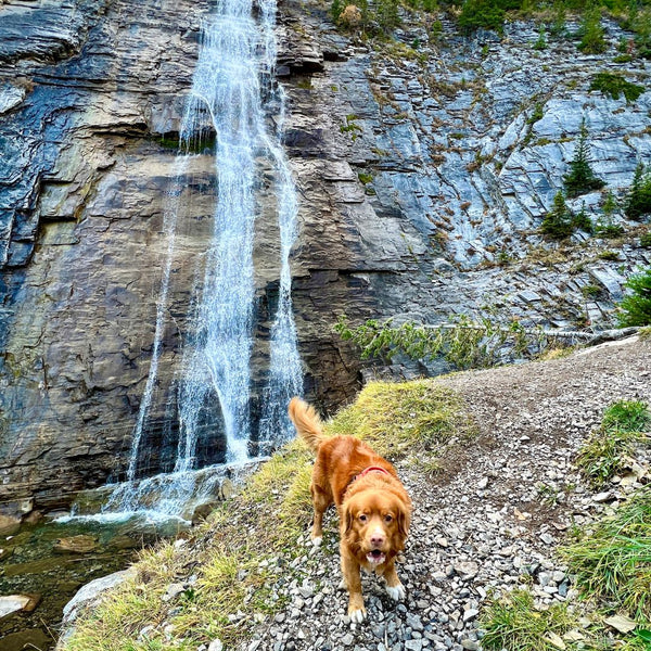 ribbon creek falls with a dog kananaskis alberta
