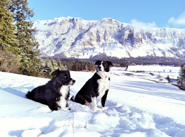 two black and white dogs sitting in the snow