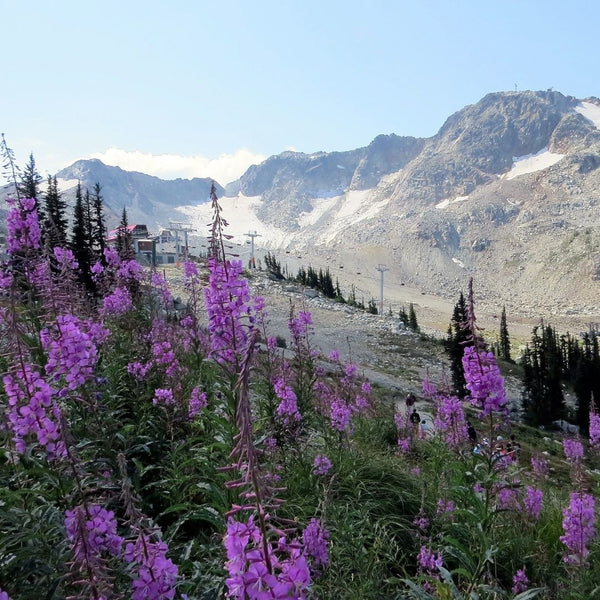 Whistler Mountain