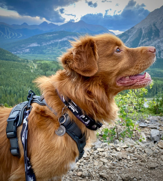 all purpose dog harness hiking with dog kananaskis alberta