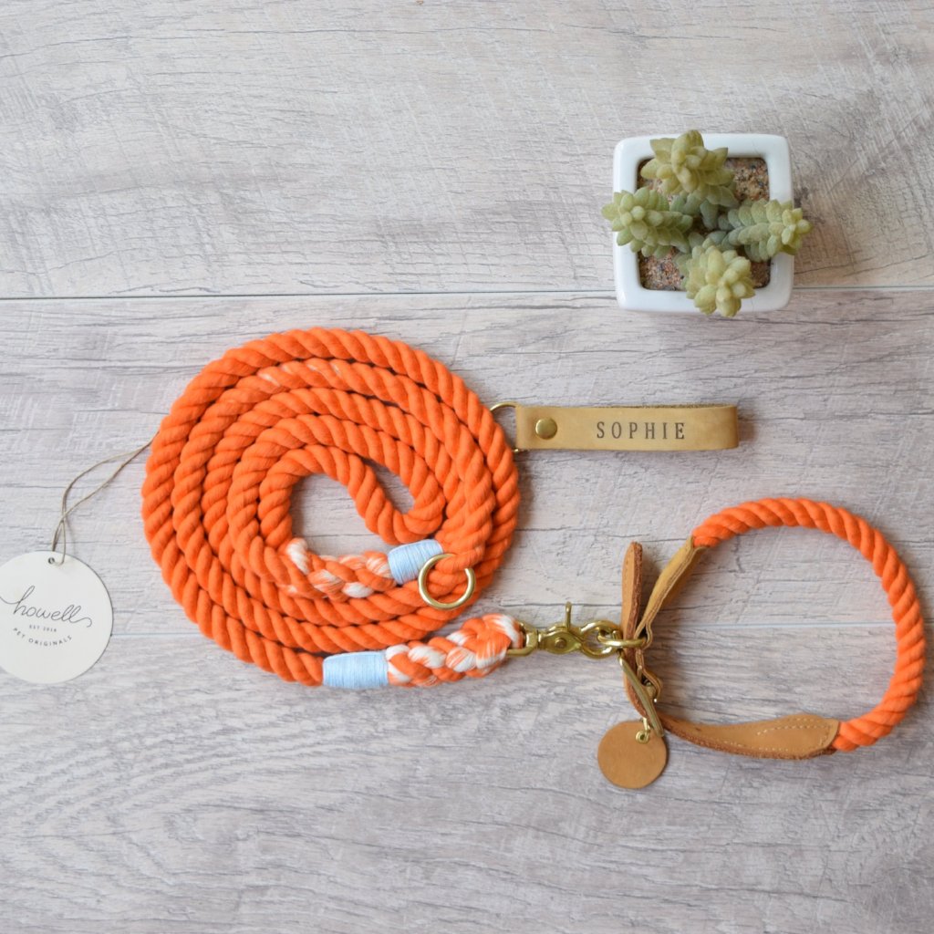 orange dog collar and leash