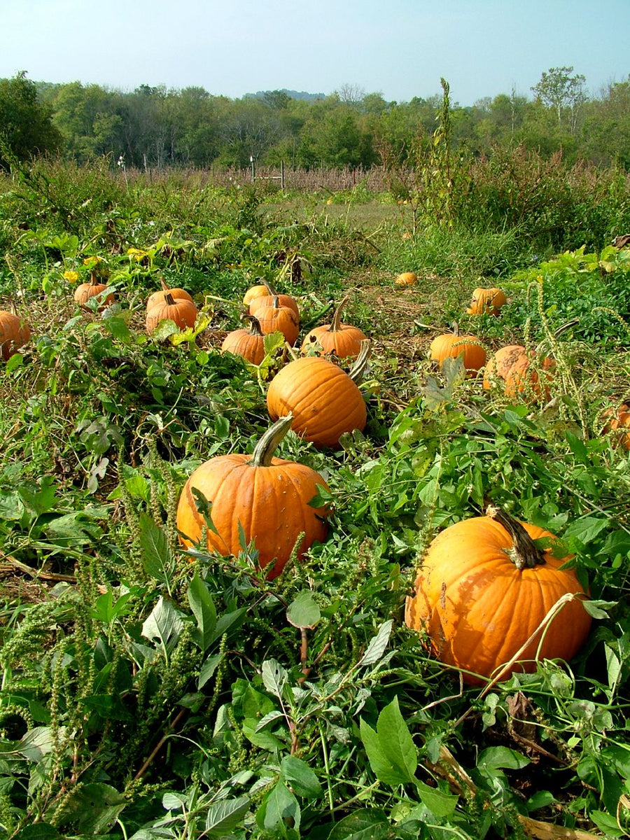 file-bake-these-pumpkins-in-toronto-jpg-wikimedia-commons