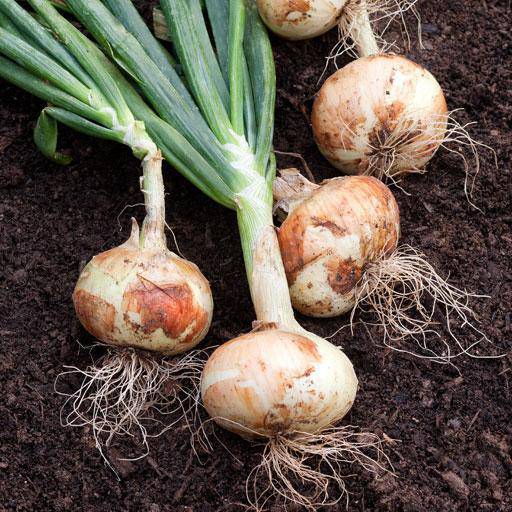 White Sweet Spanish Onion Seeds – beyond organic seeds