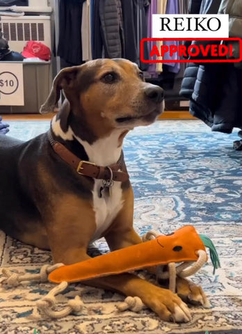 dog playing with a carrot toy