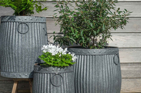 galvanised dolly tub planters with olive tree and white daisy