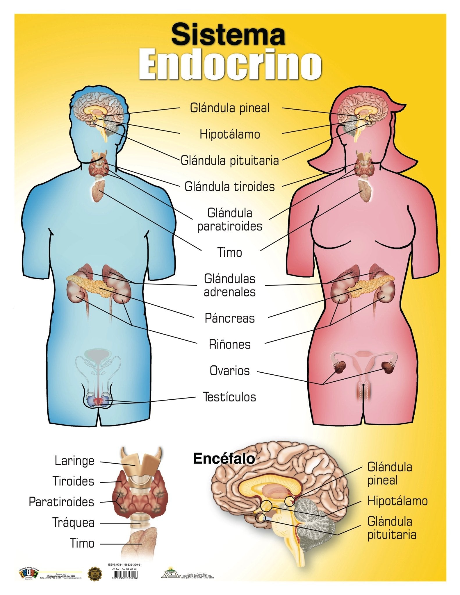 Ac C838 Sistema Endocrino Tienda Anisa 