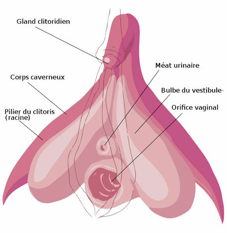 Shéma interne clitoris