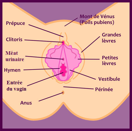 Shéma externe du clitoris