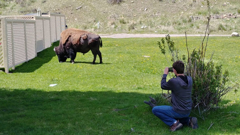 Bison in Mammoth Springs