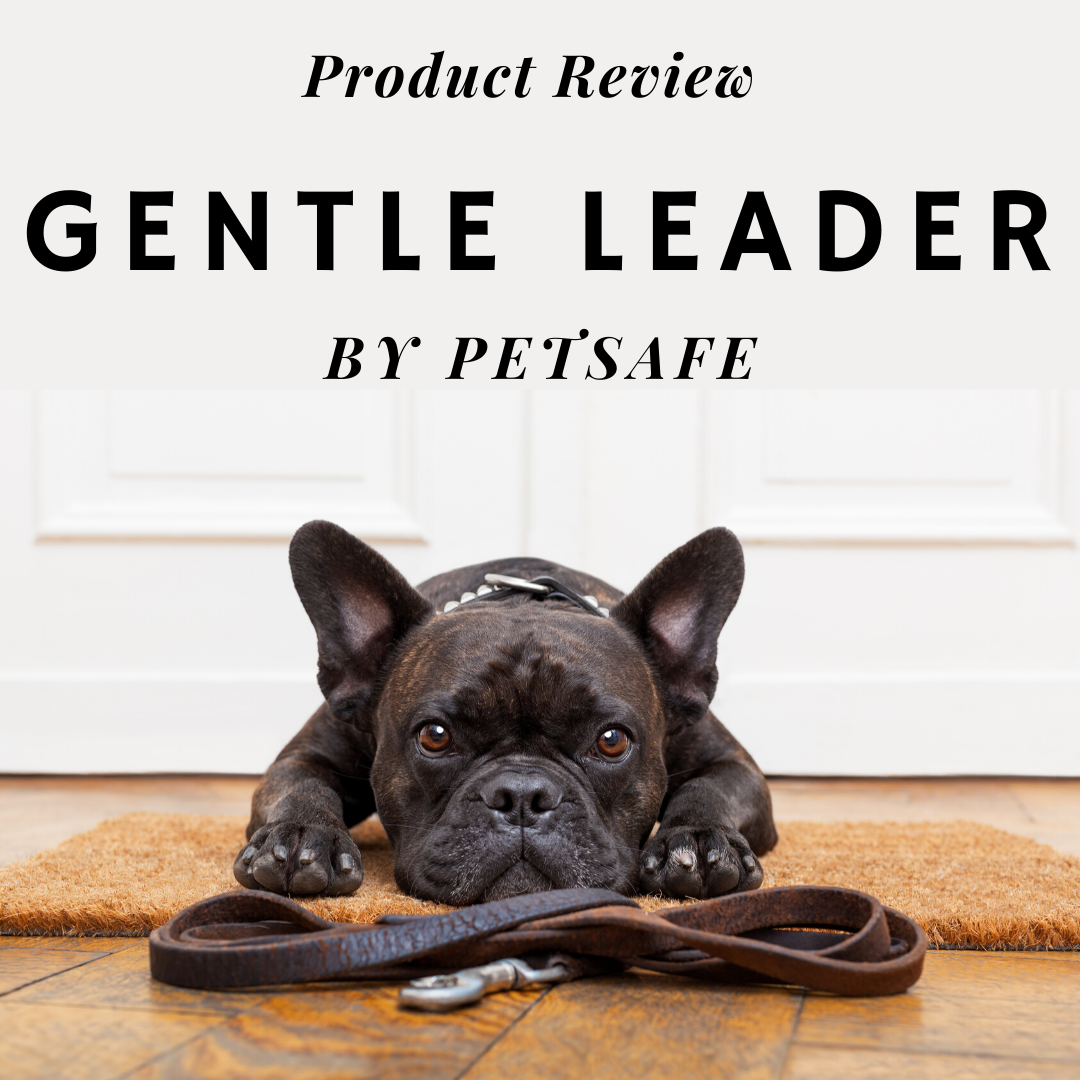 gentle leader for french bulldog