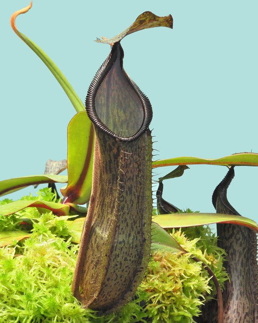 Nepenthes spathulata x diabolica