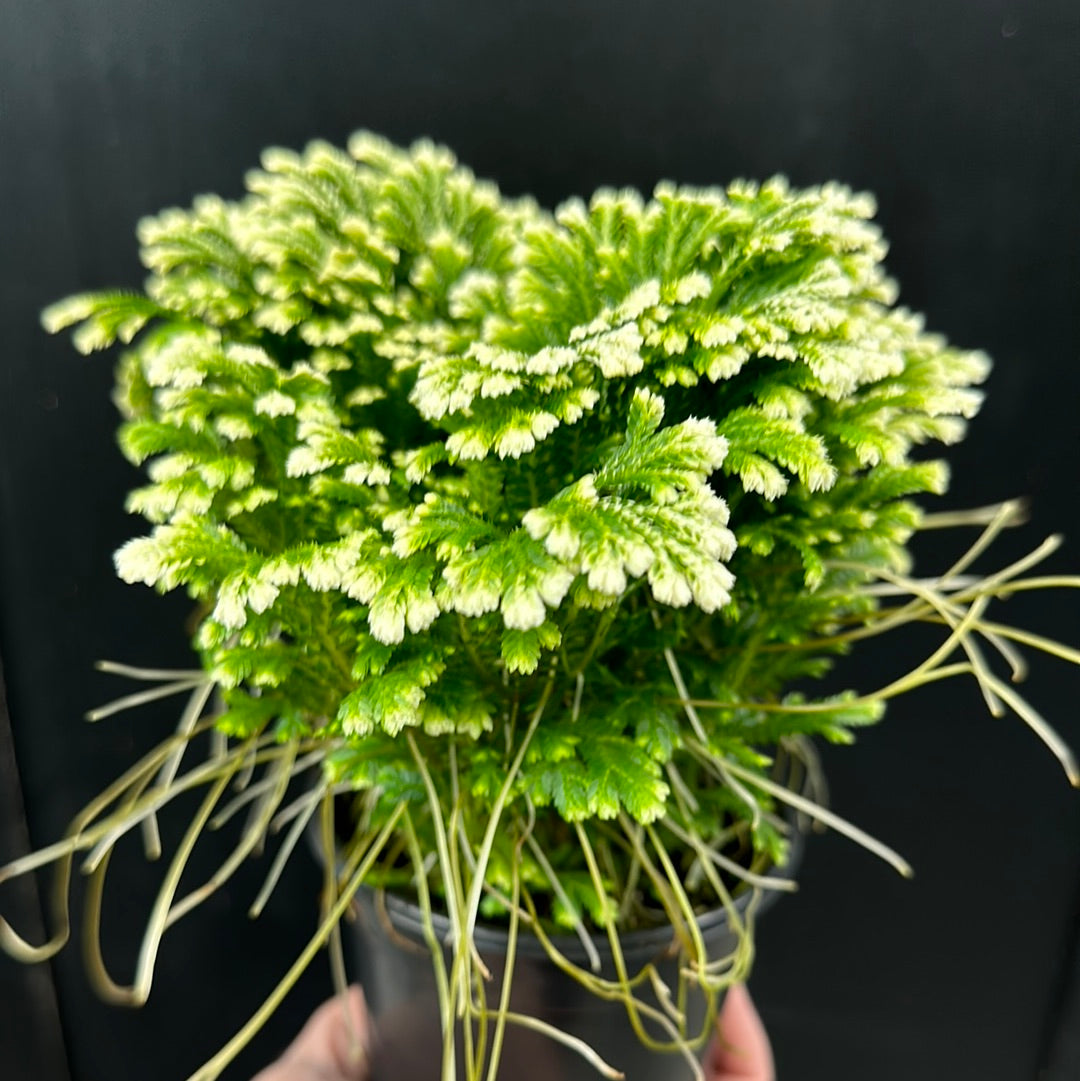 Galapagos Reindeer Moss