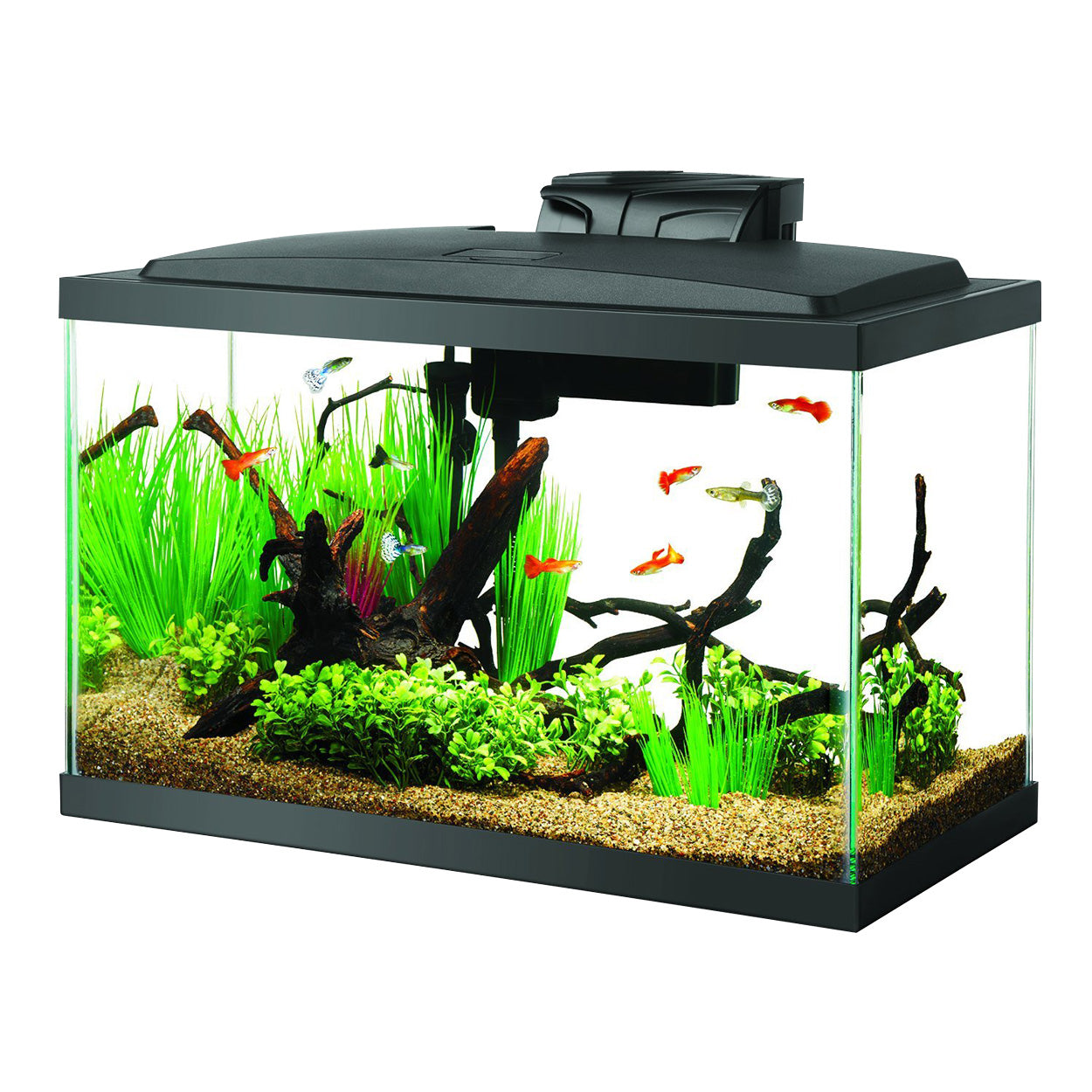 Shrimp deals tank kit