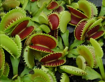 Venus Flytrap Undies -  Canada