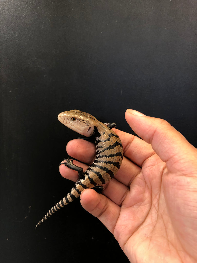 Baby Indonesian Blue Tongue Skink – Tails and Scales