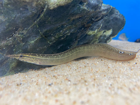 peacock eel