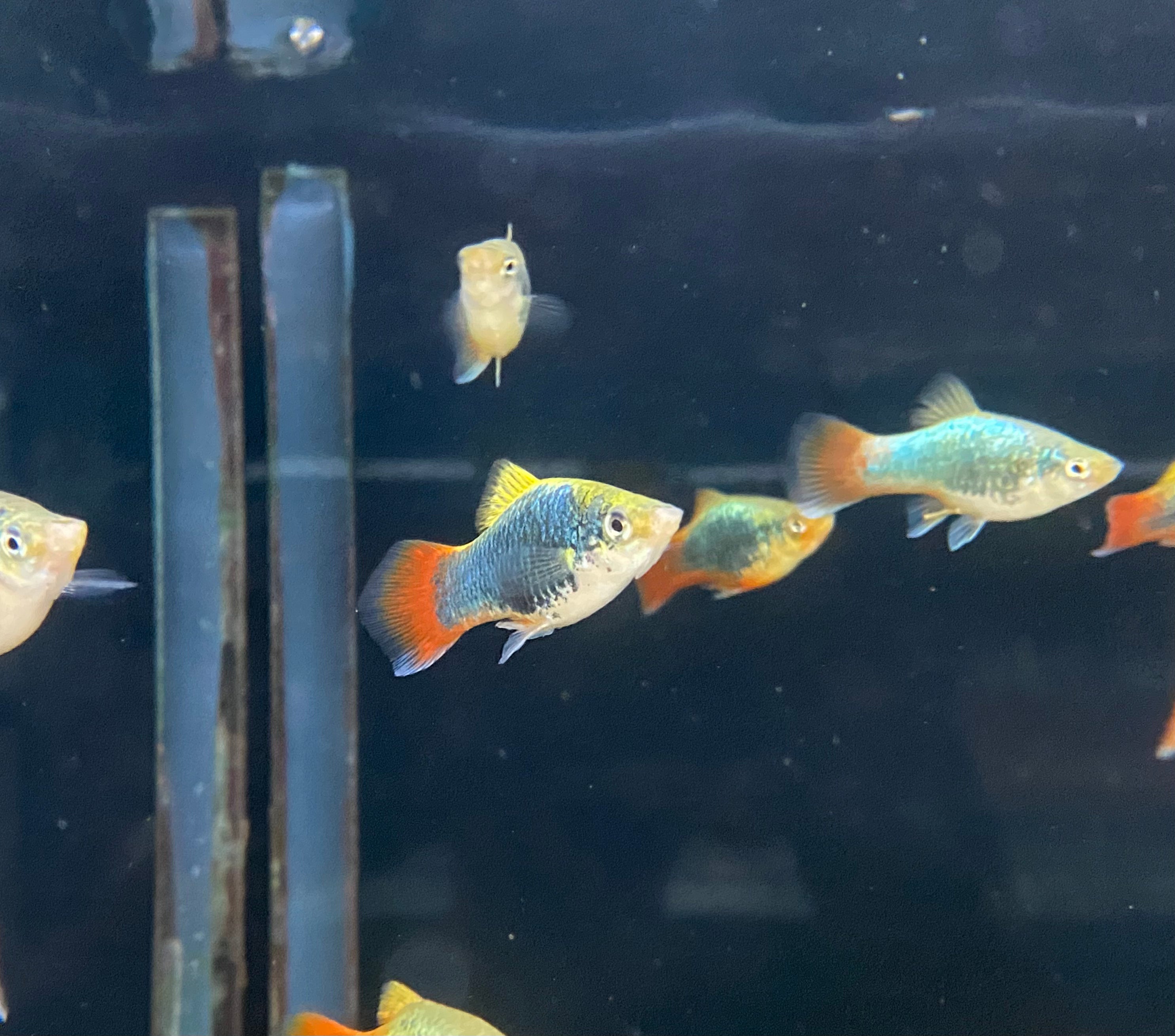 Blue Coral Platy