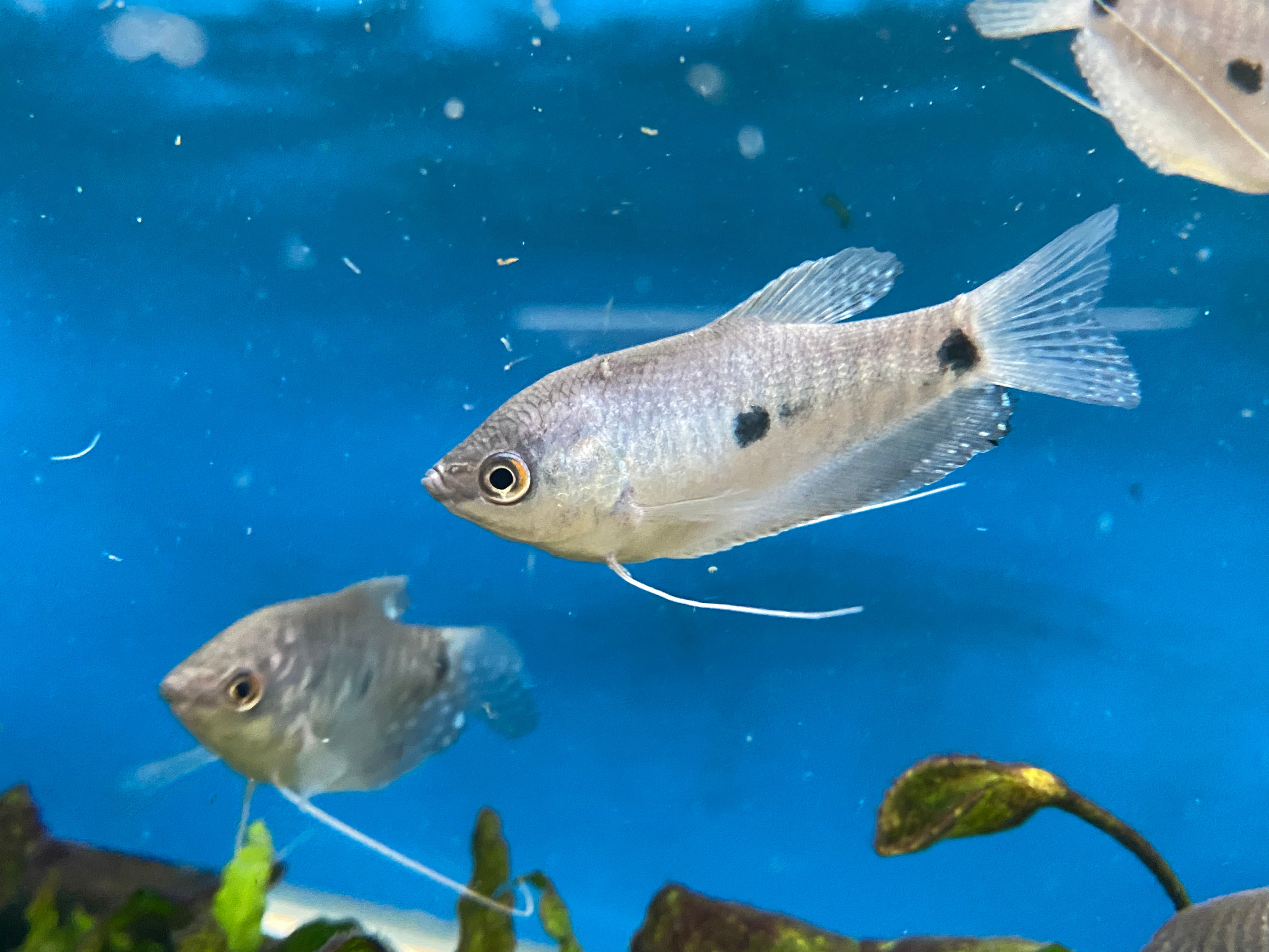 Powder Blue Dwarf Gourami (MALES)