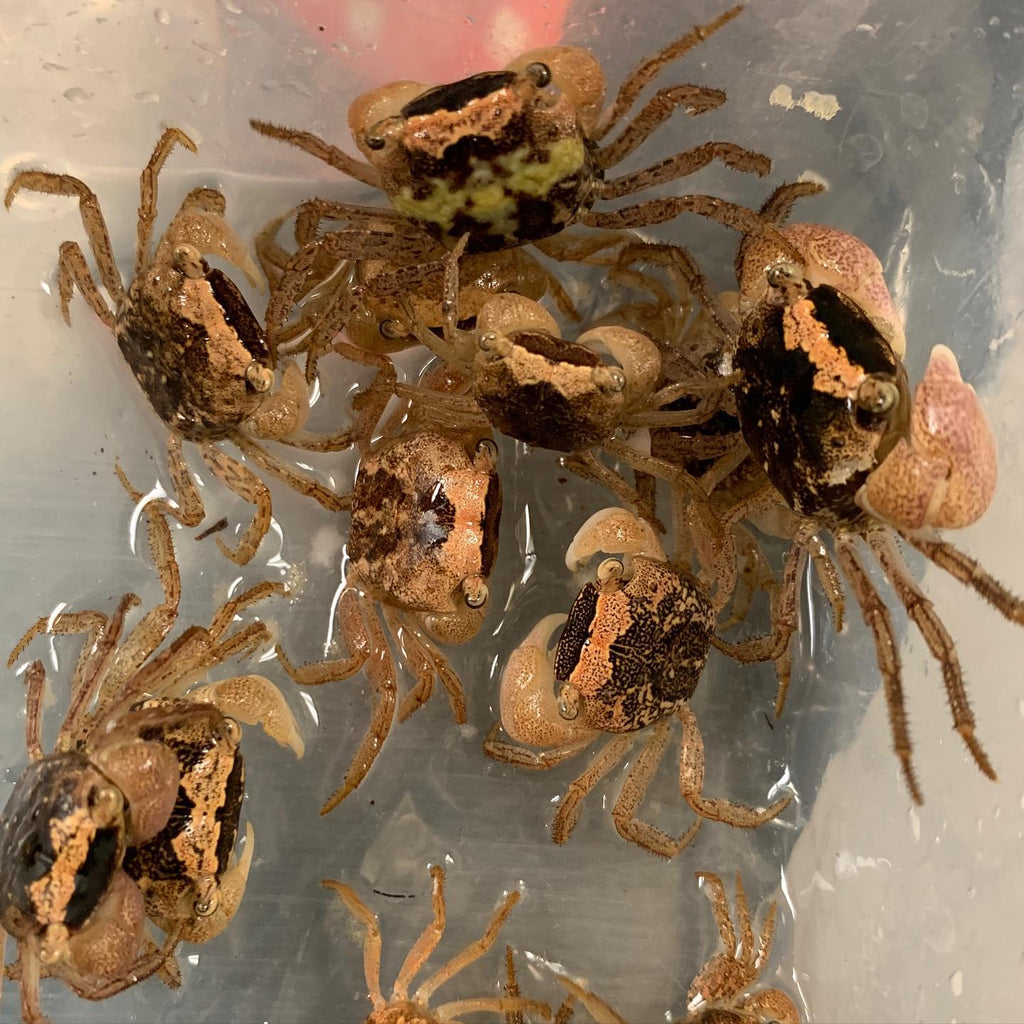 vampire crab for sale singapore