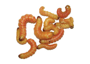 Live Reptile Food, Waxmoth Larvae (Waxworms), 15-20mm, 15g Pot