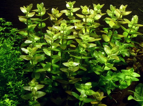 Tropica Bacopa Caroliniana 1 2 Grow Tails And Scales