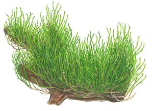 Tropica Vesicularia dubyana Brazilian Christmas Tree Moss' for sale